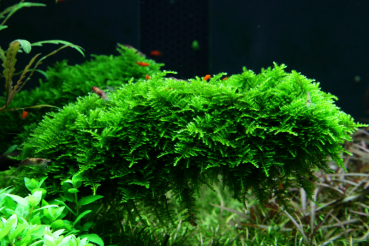 Vesicularia montagnei 'Christmas Moss' - Christmas Moos / Weihnachtsbaummoos 1-2-Grow!